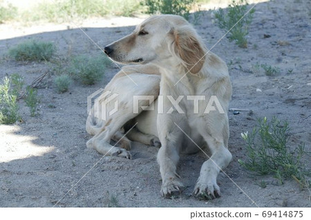 Kazakh greyhound Tazi on a ground photo Kazakh greyhound Tazi on a ground photo 69414875