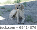 Kazakh greyhound Tazi on a ground photo 69414876