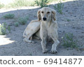 Kazakh greyhound Tazi on a ground photo 69414877