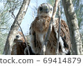 buzzard chicks in the nest 69414879