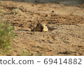 prairie dog peeking out of burrow 69414882