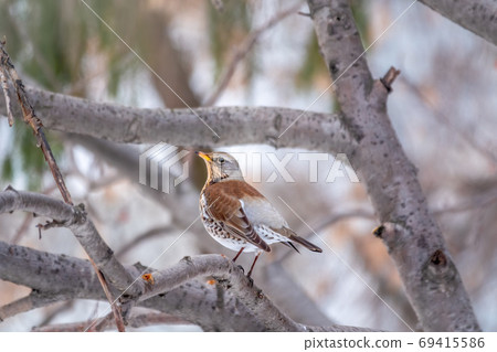 Fieldfare is sitting on branch in winter or autumn blurred background. Fieldfare is sitting on branch in winter or autumn blurred background. 69415586