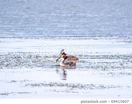 Mating games of two water birds Great Crested Grebes. Two waterfowl birds Great Crested Grebes swim in the lake 69415607