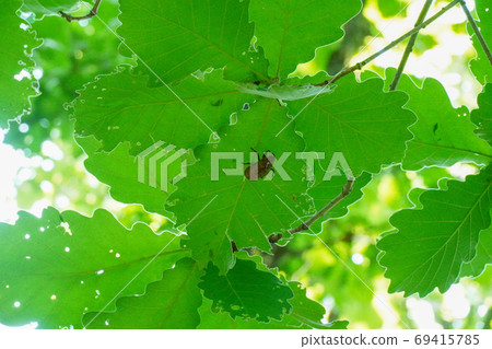 Cicada shells stuck to leaves 69415785
