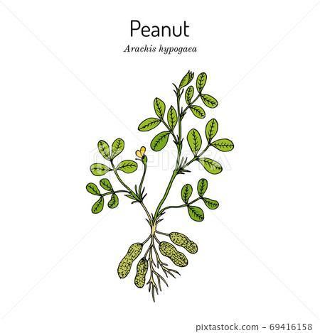 Peanut, or groundnut Arachis hypogaea  69416158