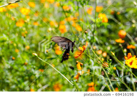 小川町22夜塔Kibana宇宙和Ageha蝴蝶 小川町22夜塔Kibana宇宙和Ageha蝴蝶 69416198