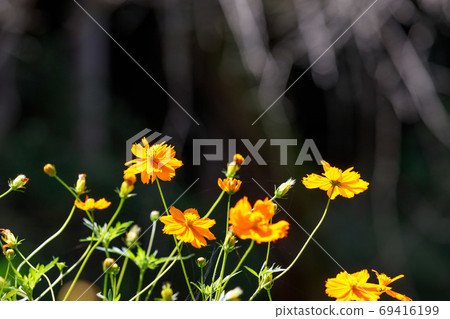 小川町22夜塔木葉宇宙 69416199