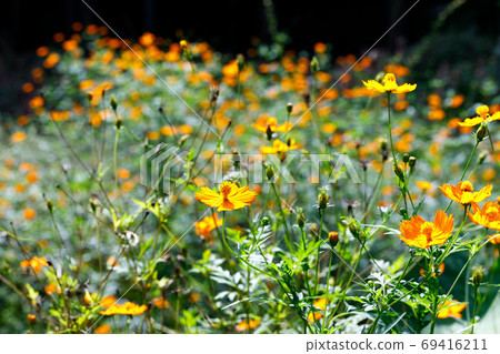 小川町22夜塔木葉宇宙 69416211