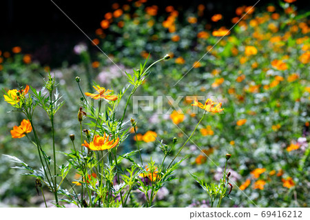 小川町22夜塔木葉宇宙 69416212