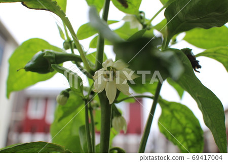 盛開的鮮花 69417004