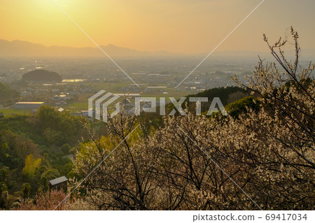 Evening view of plum and Nara Basin (Sakurai City, Nara Prefecture) Evening view of plum and Nara Basin (Sakurai City, Nara Prefecture) 69417034