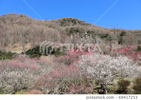 Umebayashi in Makuyama Park 69417253
