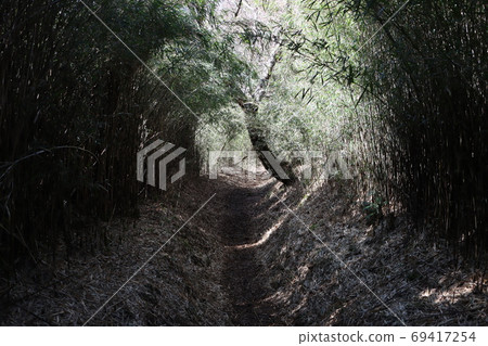 Mountain trail covered with bamboo grass 69417254