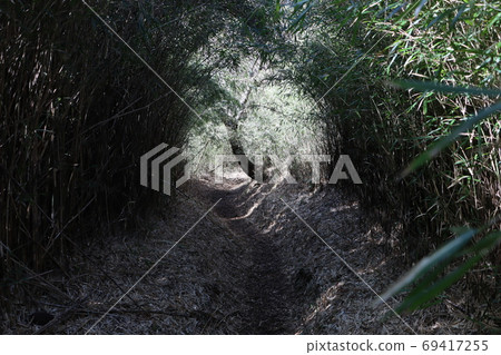 Mountain trail covered with bamboo grass Mountain trail covered with bamboo grass 69417255