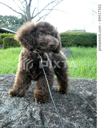 Brown toy poodle Brown toy poodle 69417302
