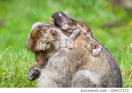 Barbary Macaque Monkeys. A baby macaque monkey and their mother is pictured. Barbary macaque monkeys live in the Atlas Mountains of Algeria and Morocco. Barbary Macaque Monkeys. A baby macaque monkey and their mother is pictured. Barbary macaque monkeys live in the Atlas Mountains of Algeria and Morocco. 69417372