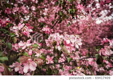Pink flowers of Apple trees in the spring in Kolomenskoye Park in Moscow Pink flowers of Apple trees in the spring in Kolomenskoye Park in Moscow 69417409