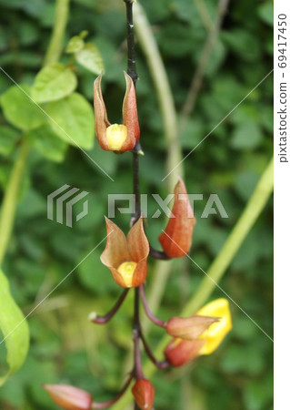 熱帶植物Maisolya Hazukazura 熱帶植物Maisolya Hazukazura 69417450