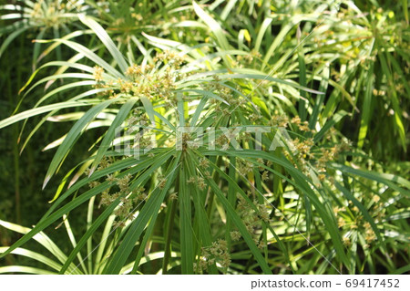 熱帶植物Shurogatsuri 熱帶植物Shurogatsuri 69417452