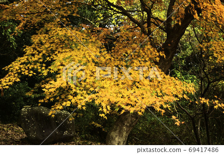 Autumn leaves, colorful yellow maple Autumn leaves, colorful yellow maple 69417486