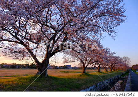Evening view of Taikyokuden and cherry blossoms (Nara City, Nara Prefecture) Evening view of Taikyokuden and cherry blossoms (Nara City, Nara Prefecture) 69417548