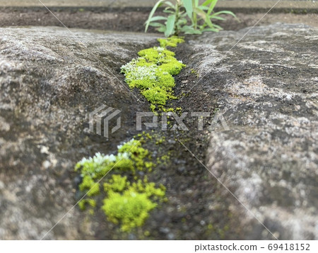 塊狀牆上成群生長的苔蘚 69418152