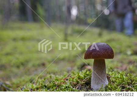Beautiful Boletus edilus mushroom in forest. White Boletus mushroom in green moss. Beautiful Boletus edilus mushroom in forest. White Boletus mushroom in green moss. 69418212