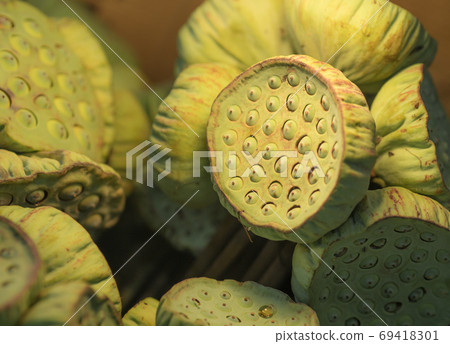 Green lotus seeds pod. Selective focus Green lotus seeds pod. Selective focus 69418301