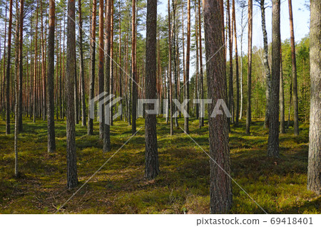 Pure pine green forest. Walking in clean fresh air. Pure pine green forest. Walking in clean fresh air. 69418401