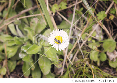 Black insect on a daisy flower Black insect on a daisy flower 69418494
