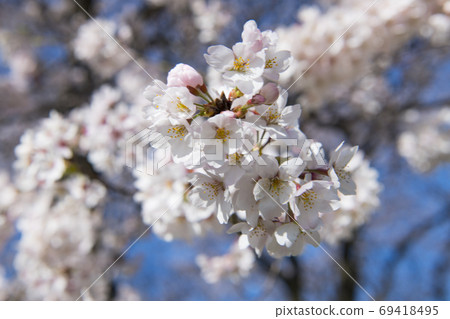 Cherry Blossom Cherry Blossom 69418495