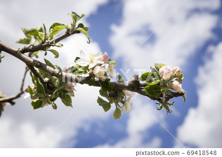 Apple branch with flowers Apple branch with flowers 69418548
