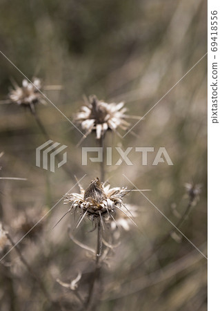 Image of a dry brown thistle Image of a dry brown thistle 69418556