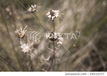 Image of a dry brown thistle Image of a dry brown thistle 69418557