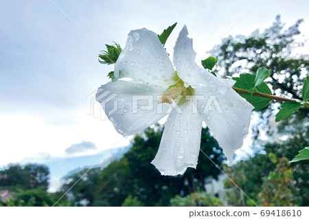 雨後盛開的Mukuge花 69418610