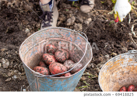 Digging potatoes in the garden. Collected potatoes in a bucket Digging potatoes in the garden. Collected potatoes in a bucket 69418825
