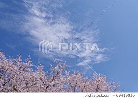櫻花盛開在蔚藍的天空 櫻花盛開在蔚藍的天空 69419030