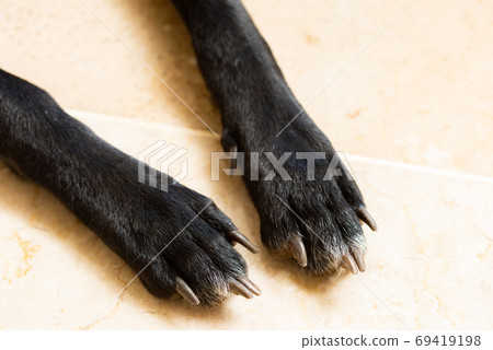 Dog's forefoot 69419198