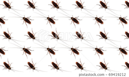 The patterns of cockroaches on a white background. 69419212