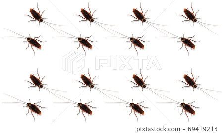 The patterns of cockroaches on a white background. 69419213