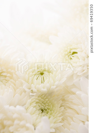 白菊花花背景素材 照片素材 圖片 圖庫