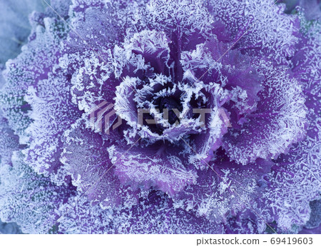 Frost flower pattern-Frost pattern of leaf peony-3 Frost flower pattern-Frost pattern of leaf peony-3 69419603