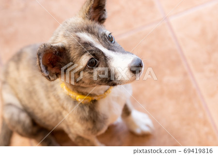 Brown puppy close up Brown puppy close up 69419816