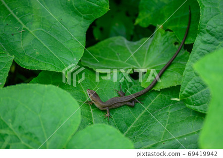 Two-handed snake Two-handed snake 69419942