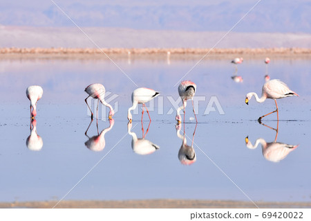Flamingo (Los Flamencos National Reserve, Chile) 69420022