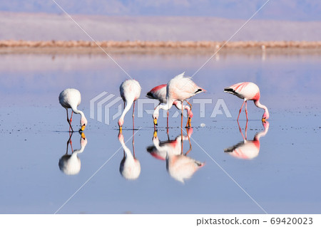 Flamingo (Los Flamencos National Reserve, Chile) 69420023