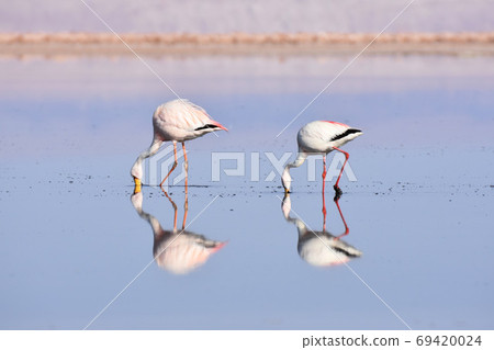 Flamingo (Los Flamencos National Reserve, Chile) 69420024