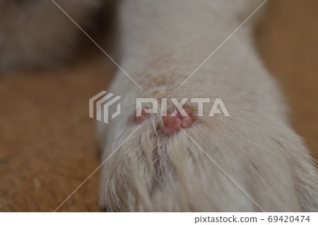柯基犬狗前乳頭上的杯狀花樣腫脹 柯基犬狗前乳頭上的杯狀花樣腫脹 69420474