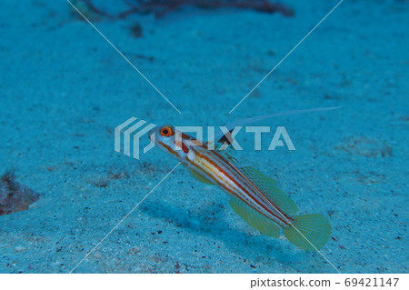 Yashahaze Okinawa Sea 69421147