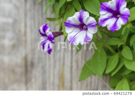 紫色和白色的矮牽牛花 69421279